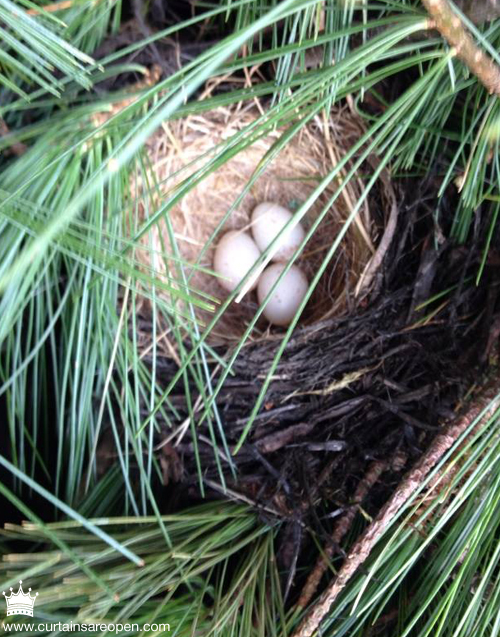 nest