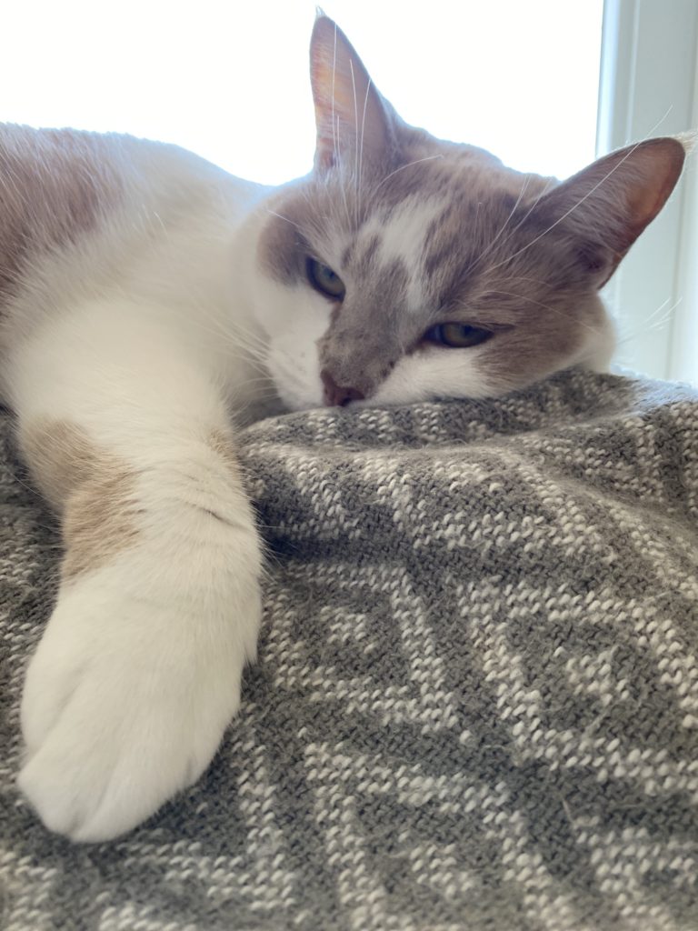 Bored Cat